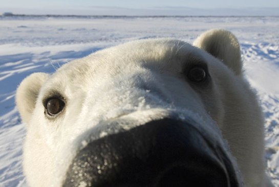 polar-bear-face_1811615i.jpg