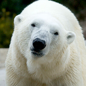 unique_polar-bear-nose_0
